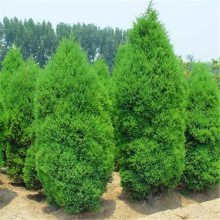 四季常青的綠化工程首選 蜀檜球與檜柏苗的長期供應
