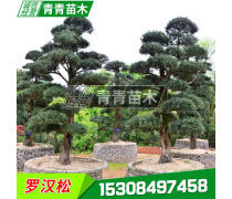 綠化苗木與綠化工程 構筑城市生態的基石